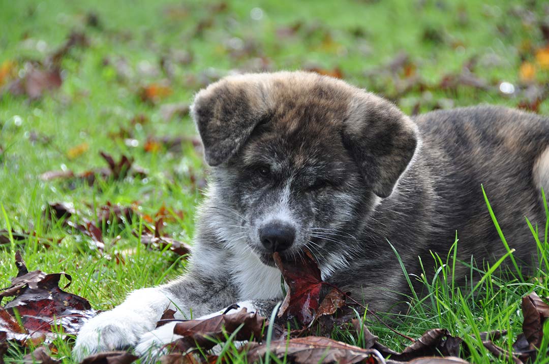 Akita-Welpe Akita-Welpe