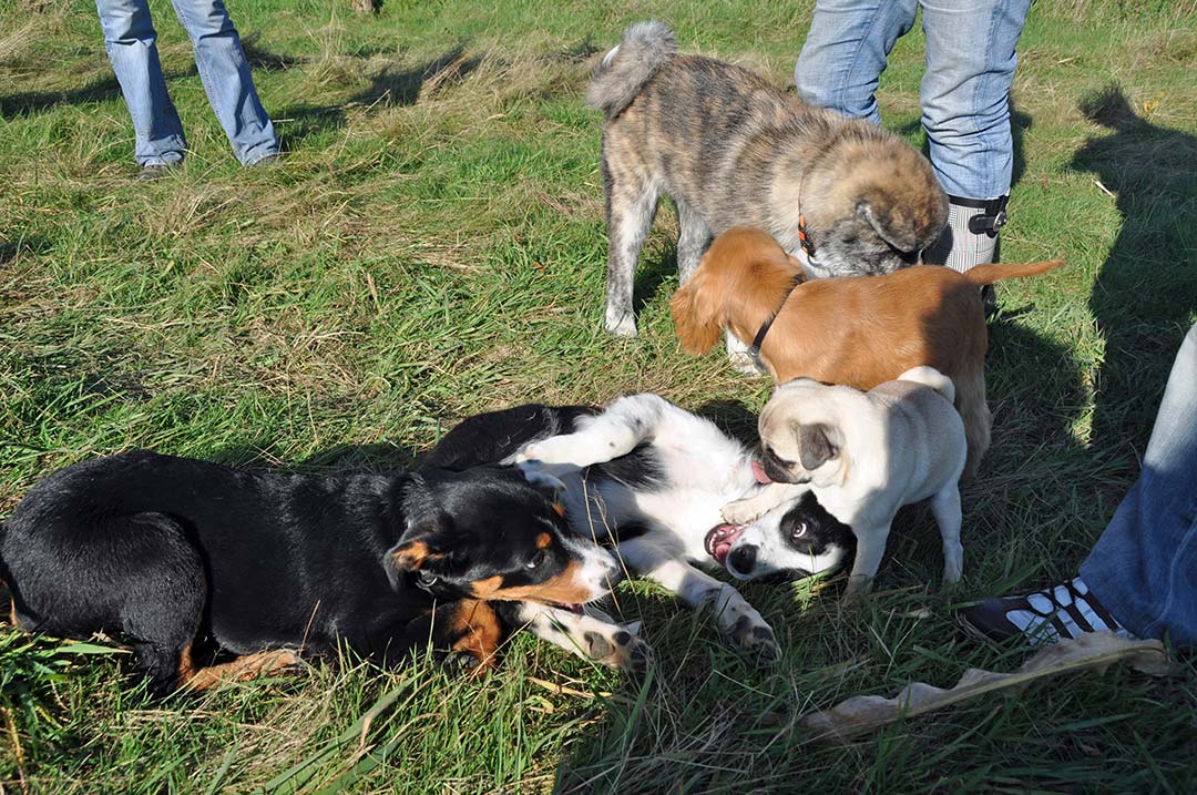 Jetzt entscheidet sich, ob ihr Welpe ein umweltsicherer und sozialkompetenter Hund wird Jetzt entscheidet sich, ob ihr Welpe ein umweltsicherer und sozialkompetenter Hund wird