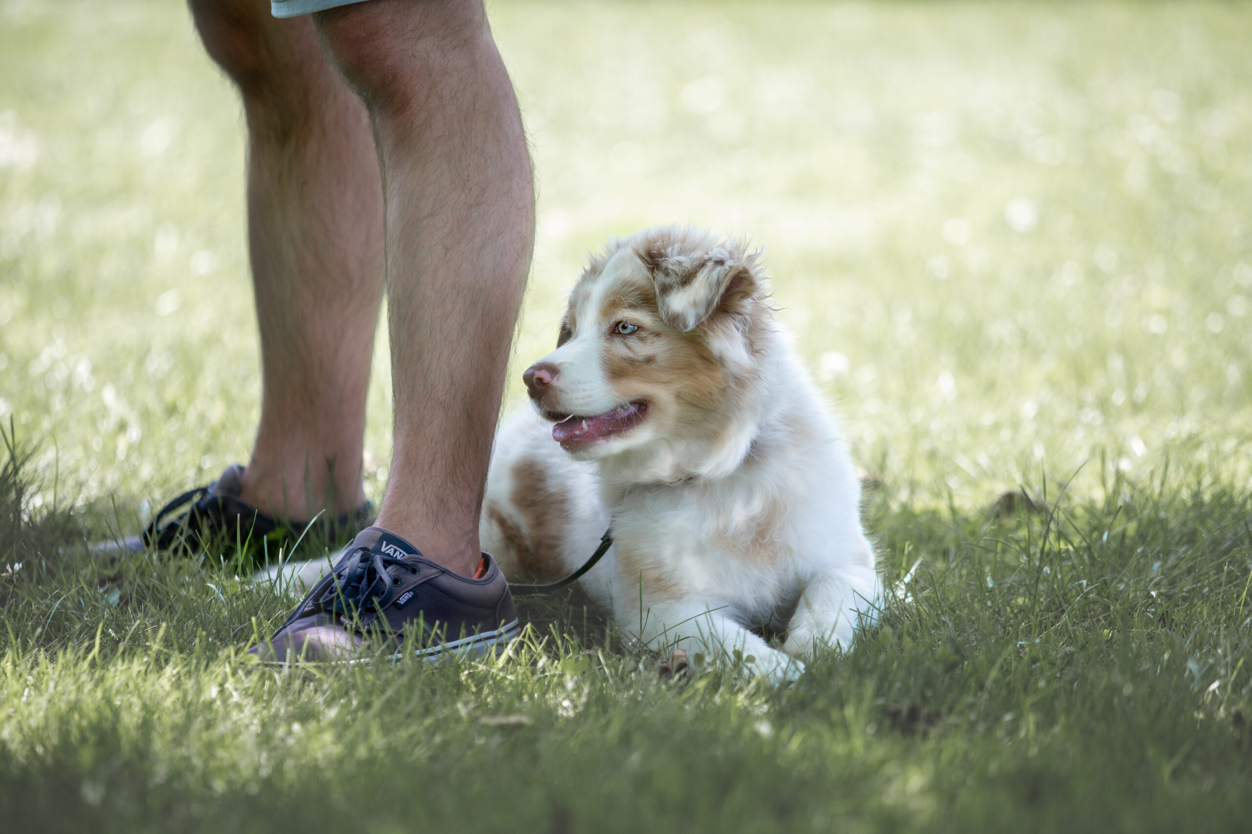 GH2A3150finish Jetzt entscheidet sich, ob ihr Welpe ein umweltsicherer und sozialkompetenter Hund wird
